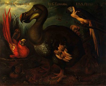 G. Edwards - The Dodo and Given - 1965.33.1 - Smithsonian American Art Museum