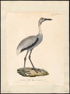 Grus antigone - 1825-1834 - Print - Iconographia Zoologica - Special Collections University of Amsterdam - UBA01 IZ17300115