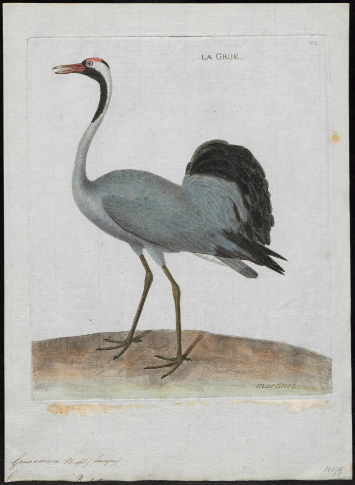 Grus cinerea - 1790-1796 - Print - Iconographia Zoologica - Special Collections University of Amsterdam - UBA01 IZ17300071