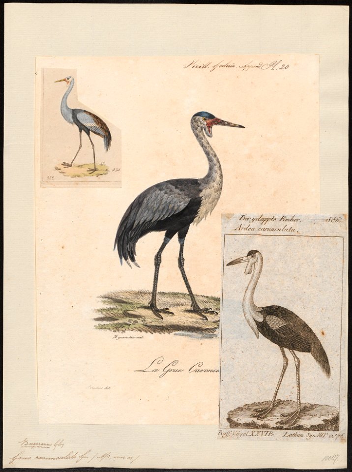 Grus carunculata - 1825-1834 - Print - Iconographia Zoologica - Special Collections University of Amsterdam - UBA01 IZ17300103