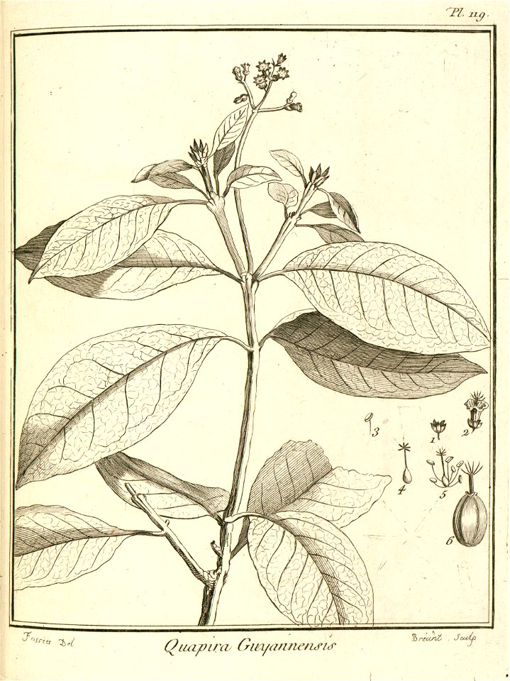 Guapira guianensis Aublet 1775 pl 119