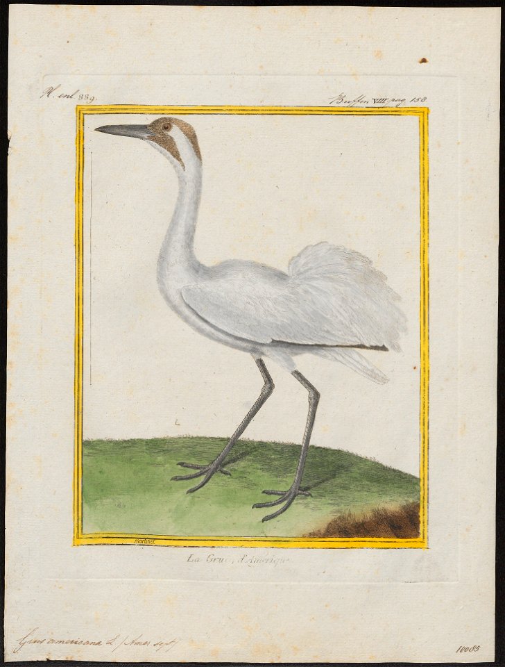 Grus americana - 1700-1880 - Print - Iconographia Zoologica - Special Collections University of Amsterdam - UBA01 IZ17300095