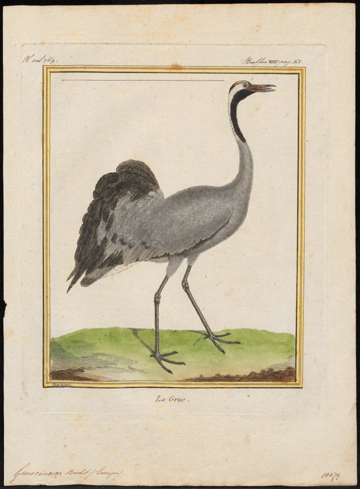 Grus cinerea - 1700-1880 - Print - Iconographia Zoologica - Special Collections University of Amsterdam - UBA01 IZ17300067