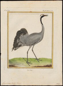 Grus cinerea - 1700-1880 - Print - Iconographia Zoologica - Special Collections University of Amsterdam - UBA01 IZ17300067