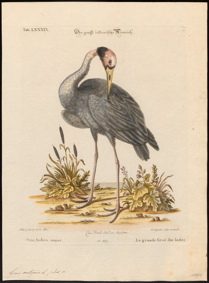 Grus antigone - 1700-1880 - Print - Iconographia Zoologica - Special Collections University of Amsterdam - UBA01 IZ17300117