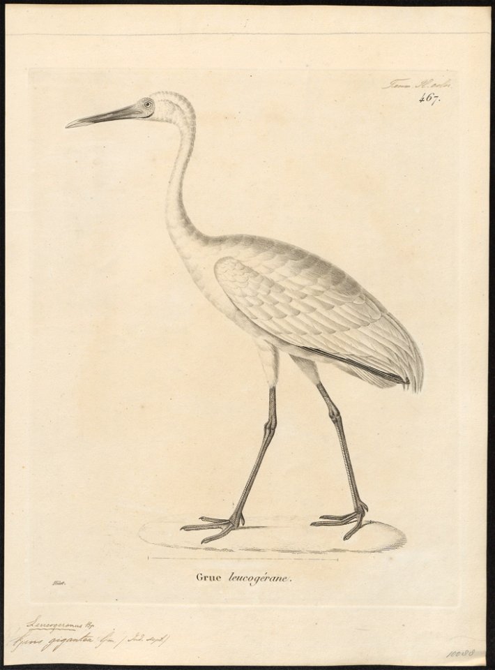 Grus leucogeranus - 1700-1880 - Print - Iconographia Zoologica - Special Collections University of Amsterdam - UBA01 IZ17300107