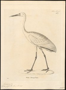Grus leucogeranus - 1700-1880 - Print - Iconographia Zoologica - Special Collections University of Amsterdam - UBA01 IZ17300107