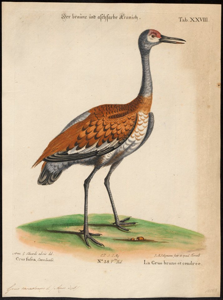 Grus canadensis - 1700-1880 - Print - Iconographia Zoologica - Special Collections University of Amsterdam - UBA01 IZ17300091