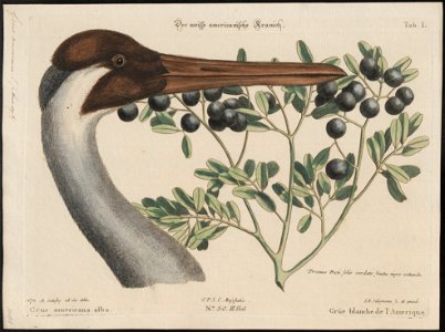 Grus americana - 1700-1880 - Print - Iconographia Zoologica - Special Collections University of Amsterdam - UBA01 IZ17300101
