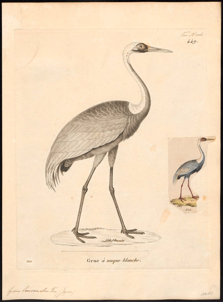 Grus vipio - 1700-1880 - Print - Iconographia Zoologica - Special Collections University of Amsterdam - UBA01 IZ17300083