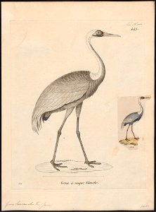 Grus vipio - 1700-1880 - Print - Iconographia Zoologica - Special Collections University of Amsterdam - UBA01 IZ17300083