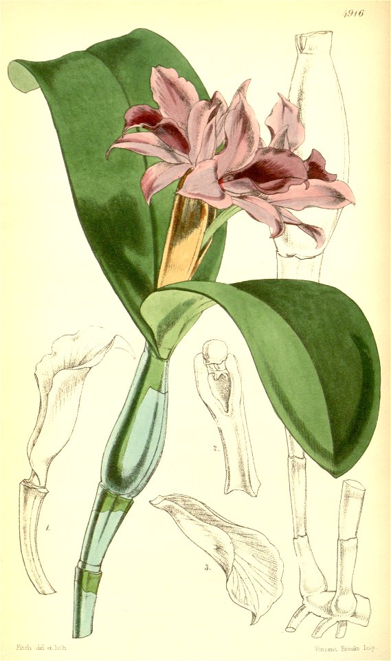 Guarianthe patinii (as Cattleya skinneri var. parviflora) - Curtis' 82 (Ser. 3 no. 12) pl. 4916 (1856)