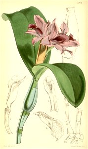 Guarianthe patinii (as Cattleya skinneri var. parviflora) - Curtis' 82 (Ser. 3 no. 12) pl. 4916 (1856)