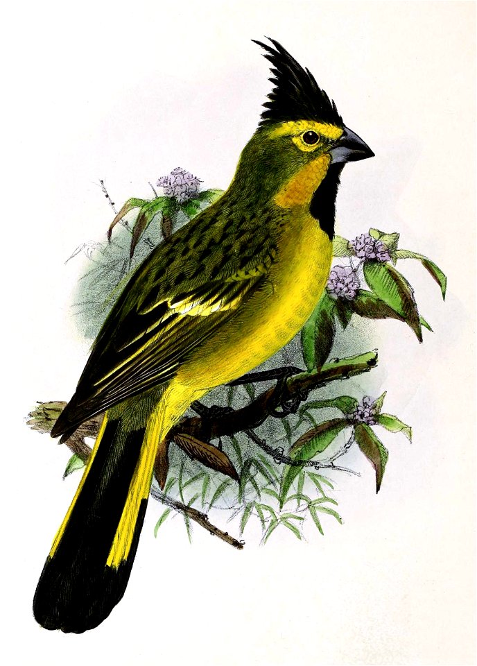 Gubernatrix cristata 1876