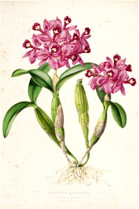 Guarianthe skinneri (Cattleya skinneri)-Bateman Orch. Mex. Guat. pl. 13 (1838)