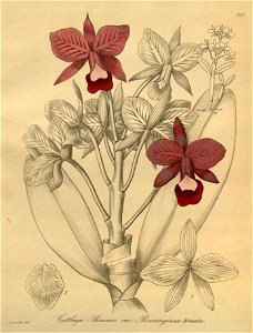 Guarianthe bowringiana (as Cattleya skinneri var. bowringiana) - Xenia 3-245 (1892)