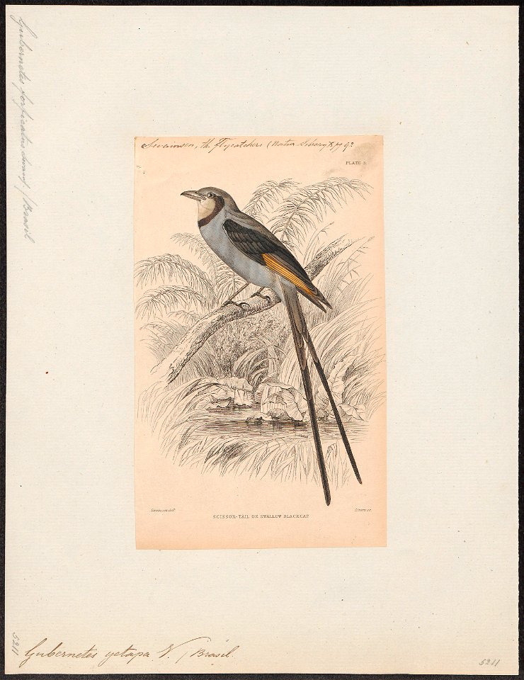 Gubernetes yetapa - 1838 - Print - Iconographia Zoologica - Special Collections University of Amsterdam - UBA01 IZ16500243