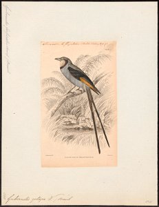 Gubernetes yetapa - 1838 - Print - Iconographia Zoologica - Special Collections University of Amsterdam - UBA01 IZ16500243