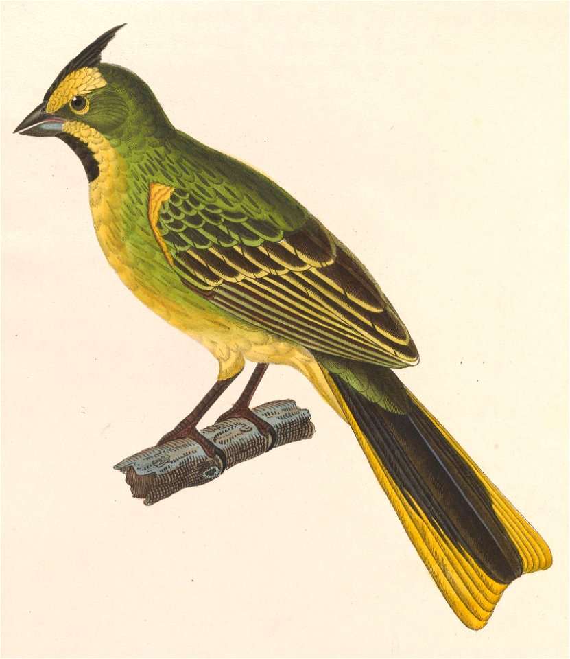 Gubernatrix cristata male 1838