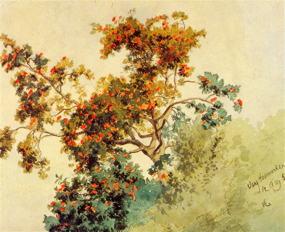 Hans Gude - Rognebærtre, Vang - 1853