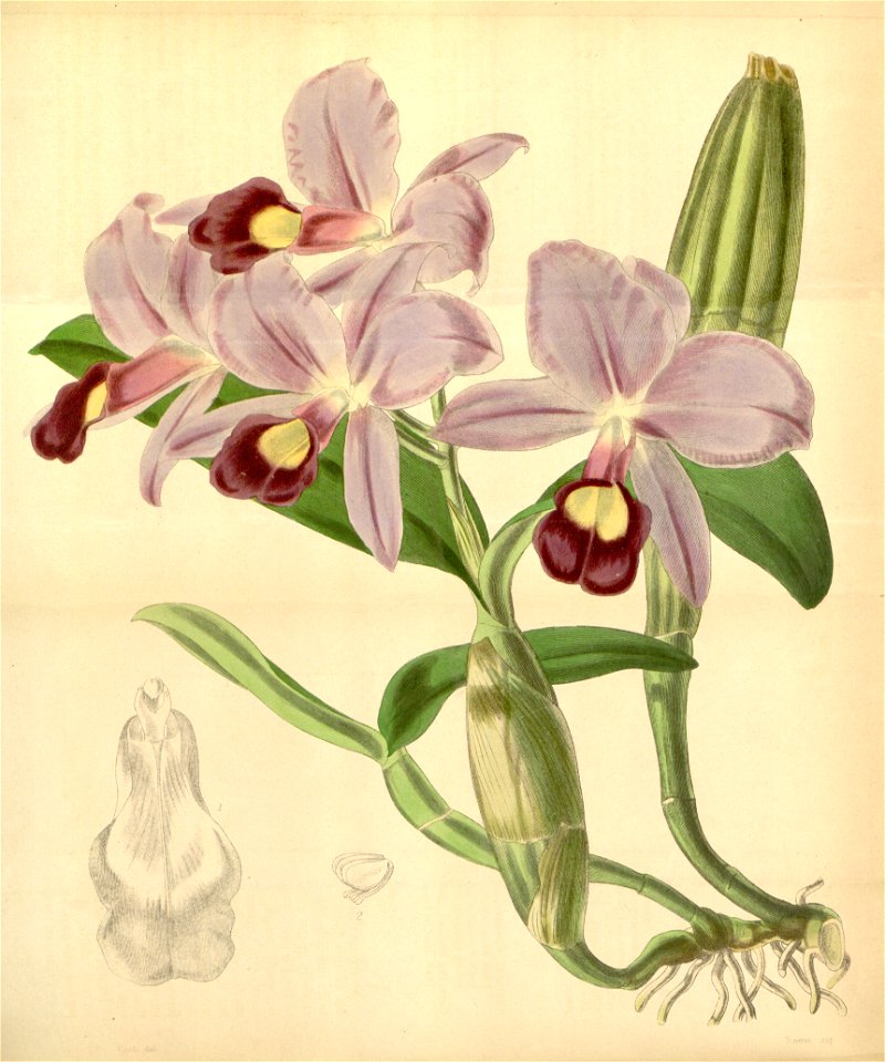 Guarianthe skinneri (as Cattleya skinneri) - Curtis' 72 (Ser. 3 no. 2) pl. 4270 (1846)