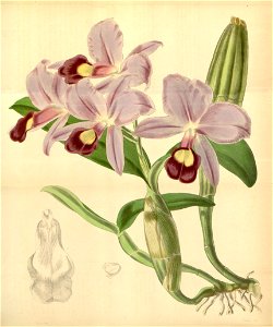 Guarianthe skinneri (as Cattleya skinneri) - Curtis' 72 (Ser. 3 no. 2) pl. 4270 (1846)