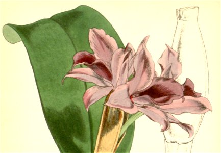 Guarianthe patinii (as Cattleya skinneri var. parviflora) - Curtis' 82 (Ser. 3 no. 12) pl. 4916 (1856) (cropped)