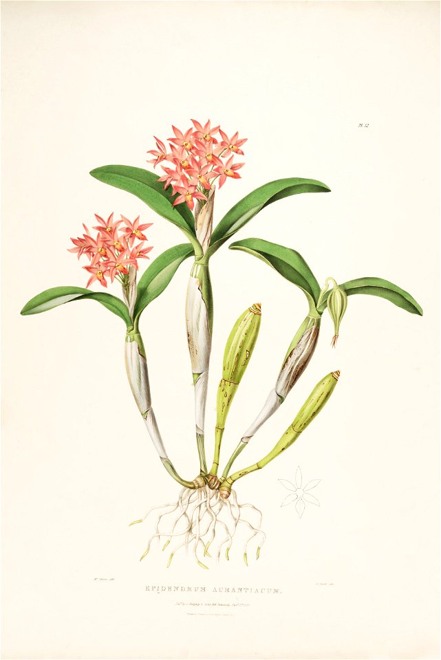 Guarianthe aurantiaca (as Epidendrum aurantiacum) - Bateman Orch. Mex. Guat. pl. 12 (1842)