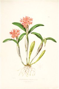Guarianthe aurantiaca (as Epidendrum aurantiacum) - Bateman Orch. Mex. Guat. pl. 12 (1842)