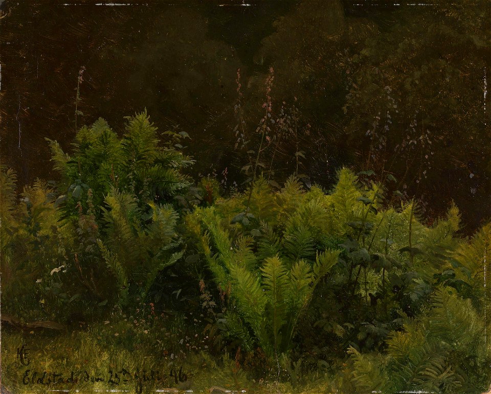 Hans Gude - Study of Ferns - NG.M.00636-018 - National Museum of Art, Architecture and Design