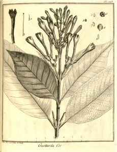 Guettarda coccinea Aublet 1775 pl 123