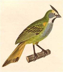 Gubernatrix cristata female 1838