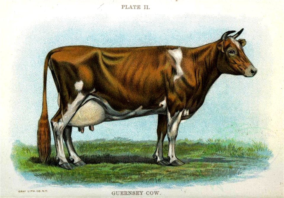 GUERNSEY COW (23232441560)