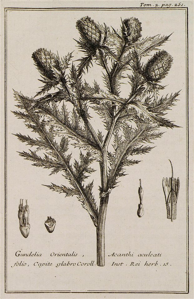 Gundelia Orientalis, Acanthi aculeati folio, Capite glabro Coroll Inst Rei herb 15 - Tournefort Joseph Pitton De - 1717
