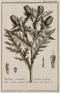 Gundelia Orientalis, Acanthi aculeati folio, Capite glabro Coroll Inst Rei herb 15 - Tournefort Joseph Pitton De - 1717