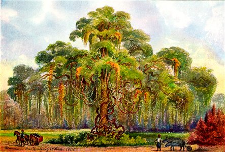 Haeckel 21