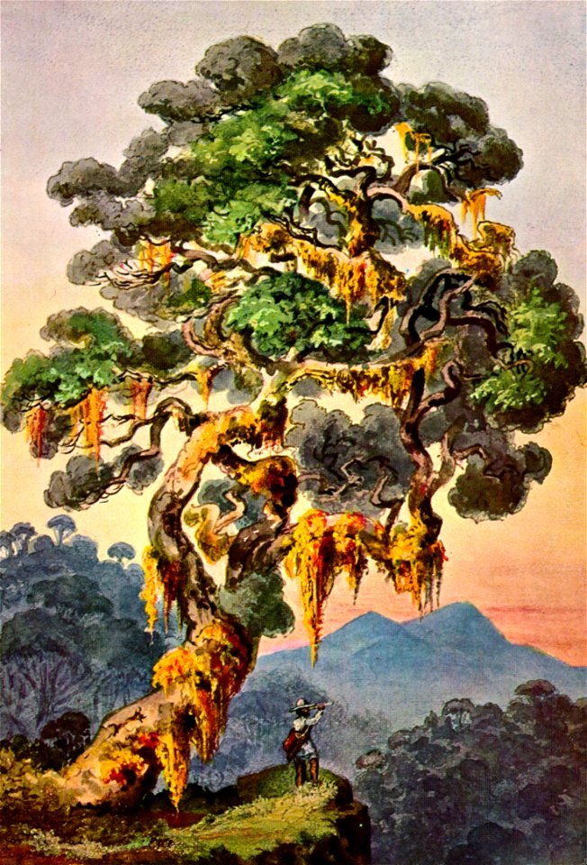 Haeckel 05