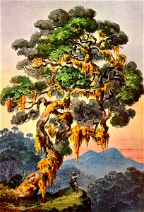 Haeckel 05