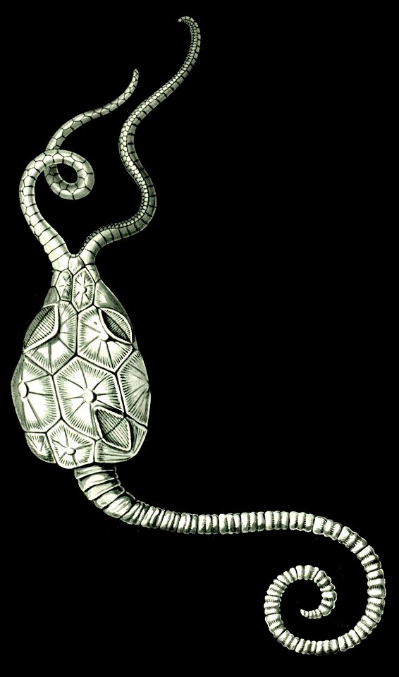 Haeckel Amphoridea-2a