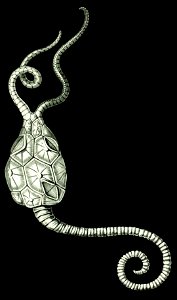 Haeckel Amphoridea-2a