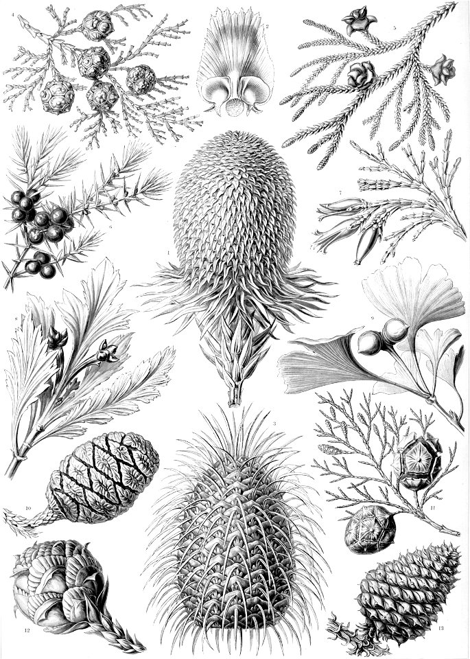 Haeckel Coniferae