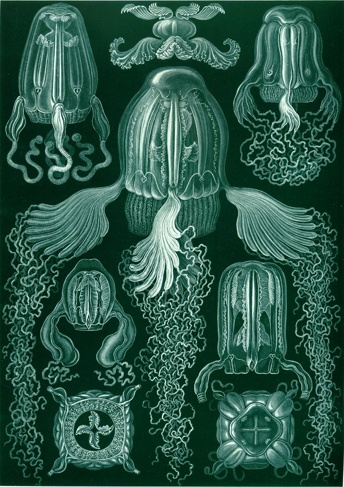 Haeckel Cubomedusae