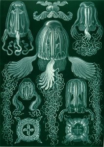 Haeckel Cubomedusae