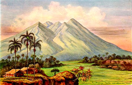 Haeckel 11