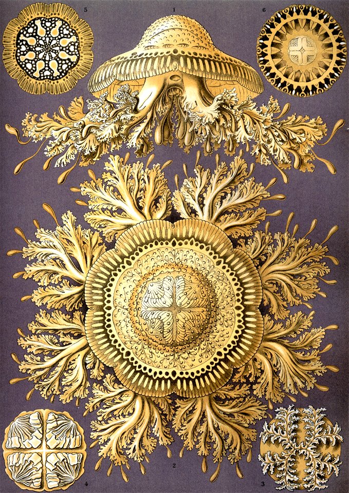 Haeckel Discomedusae 28