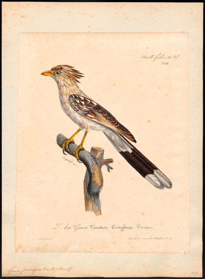 Guira piririgua - 1825-1834 - Print - Iconographia Zoologica - Special Collections University of Amsterdam - UBA01 IZ18800133