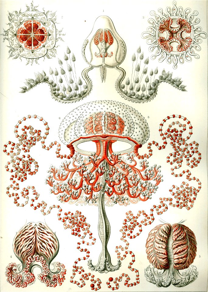 Haeckel Anthomedusae