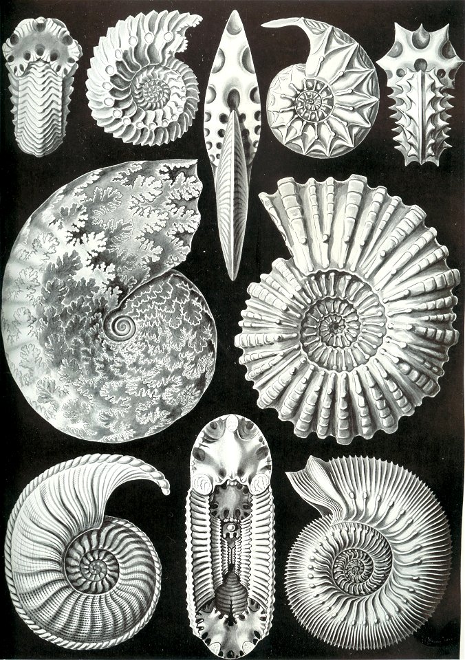 Haeckel Ammonitida