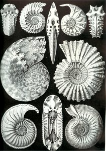Haeckel Ammonitida