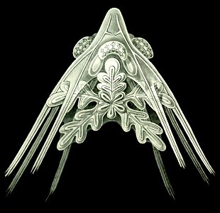 Haeckel Amphoridea-9